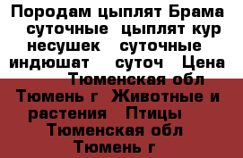 Породам цыплят Брама 8 суточные, цыплят кур несушек 8 суточные, индюшат  3 суточ › Цена ­ 250 - Тюменская обл., Тюмень г. Животные и растения » Птицы   . Тюменская обл.,Тюмень г.